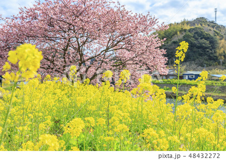 みなみの桜と菜の花まつり みなみの桜と菜の花まつり 48432272