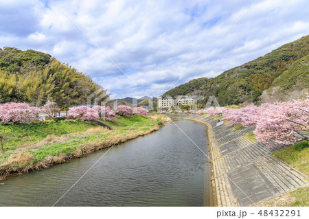 みなみの桜と菜の花まつり 48432291