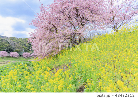 みなみの桜と菜の花まつり みなみの桜と菜の花まつり 48432315