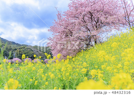 みなみの桜と菜の花まつり 48432316