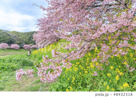 みなみの桜と菜の花まつり 48432318