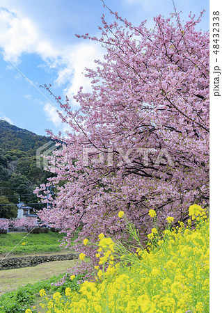 みなみの桜と菜の花まつり 48432338