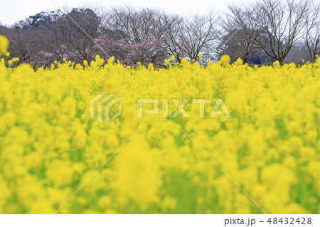 みなみの桜と菜の花まつり 48432428