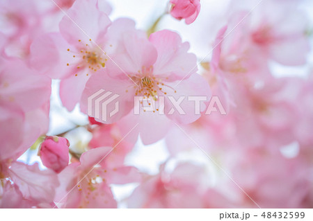 みなみの桜と菜の花まつり 48432599