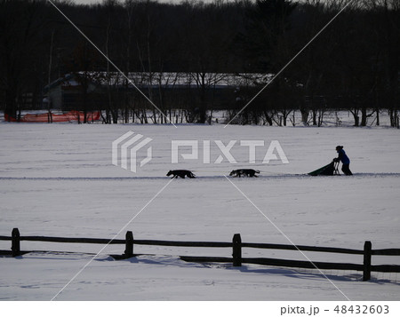 犬ぞりレース4ドッグ 遠景 シルエット 犬ぞりレース4ドッグ 遠景 シルエット 48432603