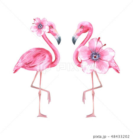 Tropical bird. Pink flamingo. Watercolor illustration Tropical bird. Pink flamingo. Watercolor illustration 48433202