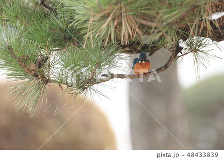 カワセミ 48433839