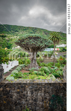 Famous Drago Milenario, Millennial Dragon Tree in Tenerife 48434417