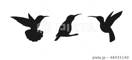 Set of three detailed black hummingbird silhouettes isolated on white 48435140