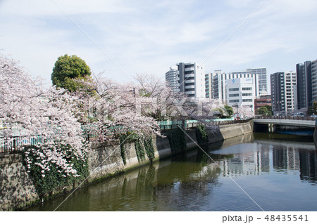 呑川 呑川 48435541