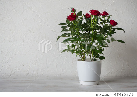 Red rose in a pot on wooden table with copy space 48435779