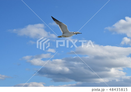 青空とセグロカモメ 48435815