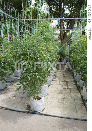 The tomato plants planted by fertigation method 48436014