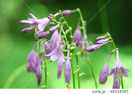 サワギキョウ 山野草 薄紫色の花の写真素材