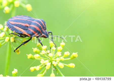 アカスジカメムシとフェンネルの花 アカスジカメムシとフェンネルの花 48438799