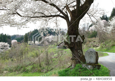 美しき桜の花　その201903　：　　花と植物が織りなす色紙　その201903 48438950
