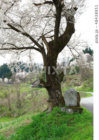 美しき桜の花　その201903　：　　花と植物が織りなす色紙　その201903 48438951