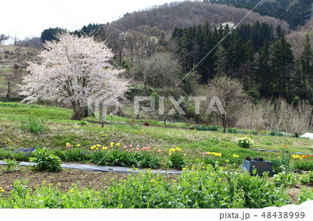 美しき桜の花　その201903　：　　花と植物が織りなす色紙　その201903 48438999