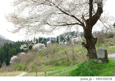 美しき桜の花 その201903 : 花と植物が織りなす色紙 その201903 美しき桜の花 その201903 : 花と植物が織りなす色紙 その201903 48439058