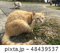 猫 48439537