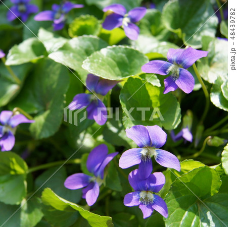 木漏れ日に咲くアメリカスミレサイシン　（パピリオナケア） 48439782