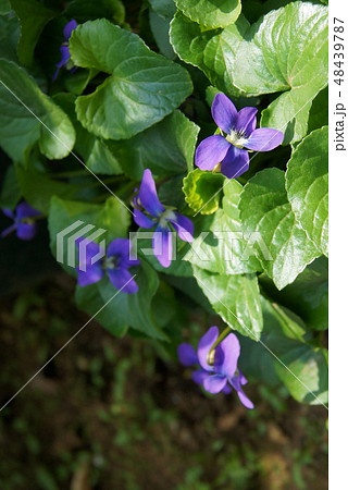 木漏れ日に咲くアメリカスミレサイシン　（パピリオナケア） 48439787