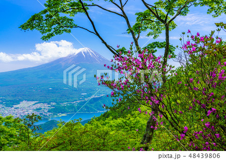 （山梨県）つつじ咲く新道峠から、冠雪した富士山 48439806