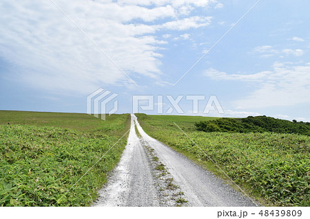 白貝殻の道 白貝殻の道 48439809