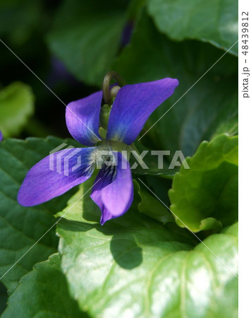 木漏れ日に咲くアメリカスミレサイシン一輪　（パピリオナケア） 48439812