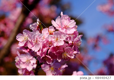 河津桜 48440427