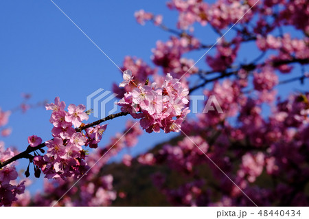 河津桜 48440434