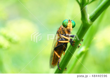 アオメアブ アオメアブ 48440596