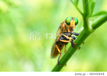 アオメアブ 48440848