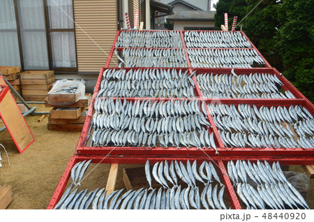 さんまのハリコ（静岡県賀茂郡河津町） 48440920