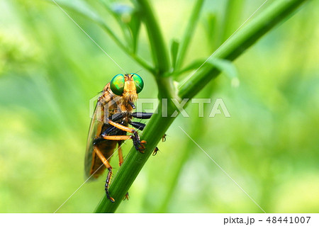 アオメアブ 48441007