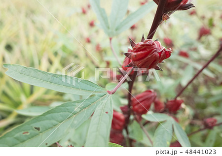 red roselle flowers red roselle flowers 48441023