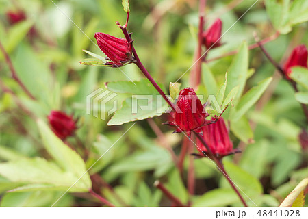 red roselle flowers red roselle flowers 48441028