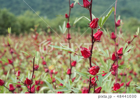 red roselle flowers red roselle flowers 48441030