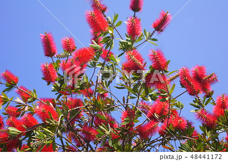 ブラシノキ 48441172