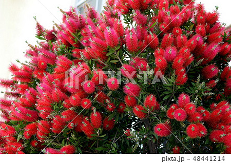 大木のブラシノキ 大木のブラシノキ 48441214