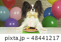Fancy Dog Papillon eating birthday cake with candle 48441217