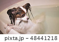 Wet Papillon dog stands in the bathroom 48441218
