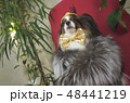 Papillon dog in beautiful suit in a fur coat and a concert hat with a butterfly is removed in the 48441219