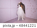 Papillon dog is blow dry after bathing in bathroom 48441221