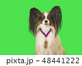 Beautiful dog Papillon with medal for first place on the neck on green background 48441222