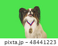 Beautiful dog Papillon with medal for first place on the neck on green background 48441223