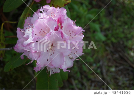 シャクナゲ 48441656