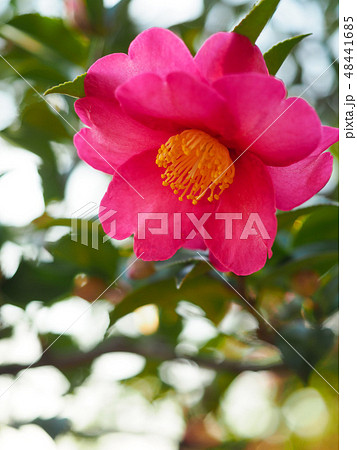 山茶花の花 48441685