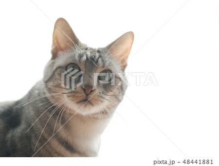 アメリカンショートヘア 猫 ペット 動物 白バック 生き物 にゃんこ ねこ ネコ アメリカンショートヘア 猫 ペット 動物 白バック 生き物 にゃんこ ねこ ネコ 48441881