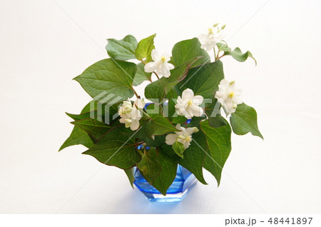 珍しい八重ドクダミの花瓶差し 珍しい八重ドクダミの花瓶差し 48441897